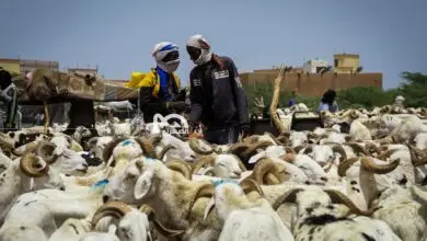 ارتفاع صادرات الأغنام الموريتانية إلى السنغال قبيل عيد الأضحى يعزز آفاق الاقتصاد الوطني