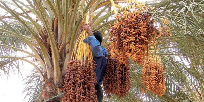 Ministère de l’Agriculture : la production de dattes à Adrar a atteint 16 000 tonnes cette saison
